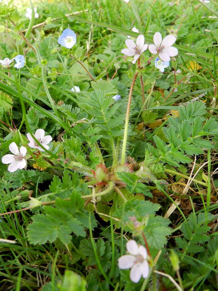 Erodium moschatum